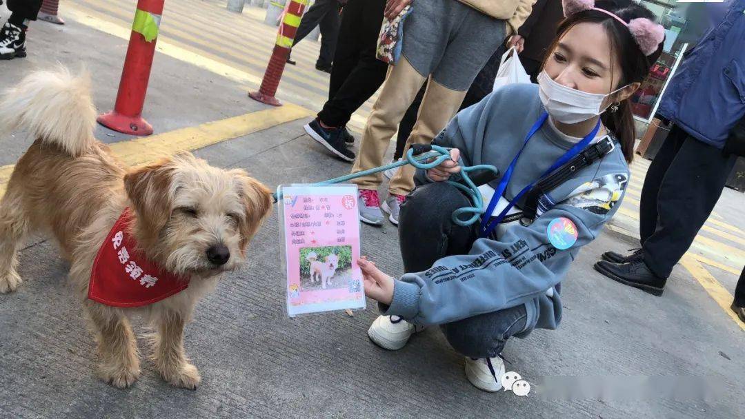 宠物志愿下载，连接爱心与需求的桥梁平台