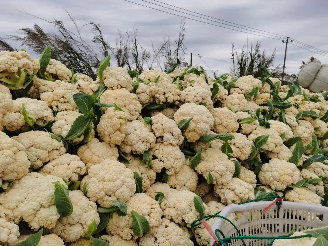 豇豆价格最新动态分析，市场行情解读