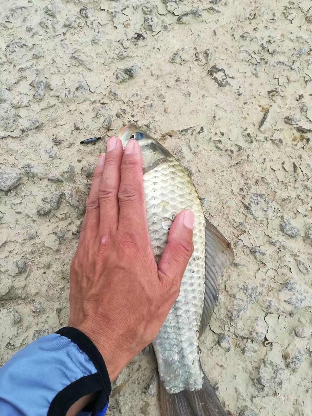 今日鱼情下载，探索海洋生态的新起点