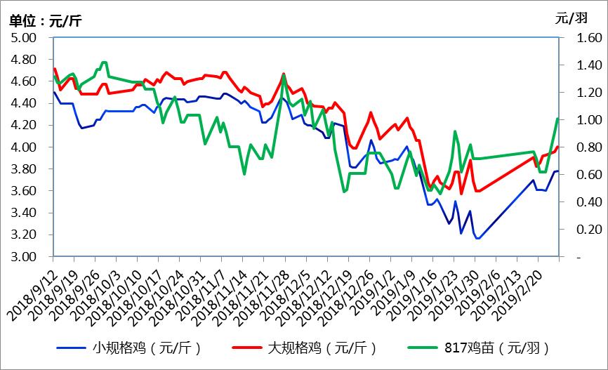 白羽肉鸡最新价格动态解析