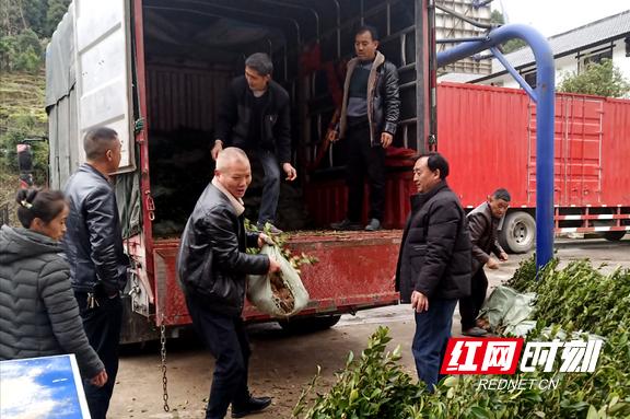 桑植县农业农村局最新动态报道