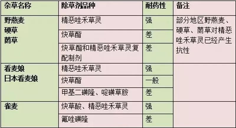 白小姐三肖必中生肖开奖号码刘佰,高效性计划实施_挑战版28.320