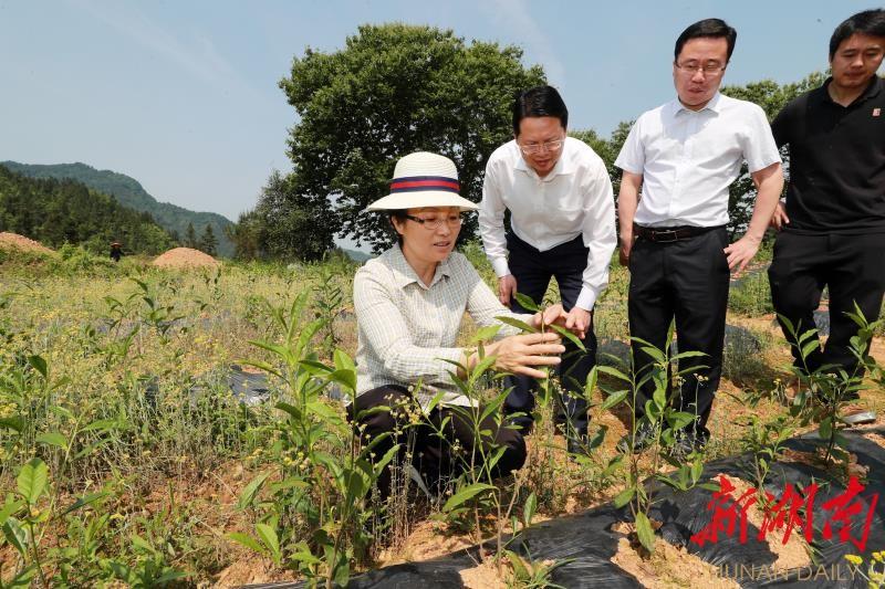 肖家镇最新项目，地区发展的强大引擎领航者