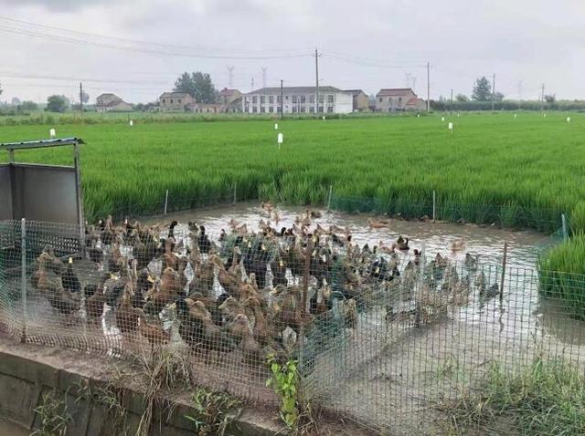 陵口镇领导团队引领地方发展新篇章